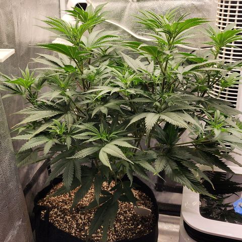 Animal Mints growlog timeline photo
