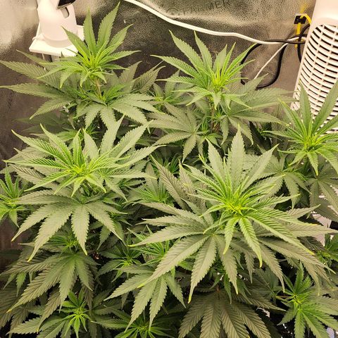 Animal Mints growlog timeline photo