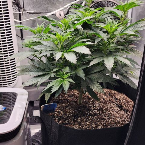 THC Bomb growlog timeline photo