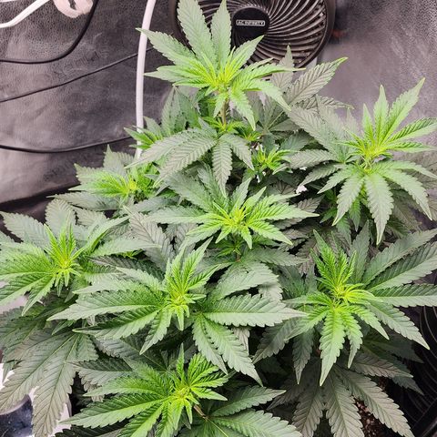 THC Bomb growlog timeline photo