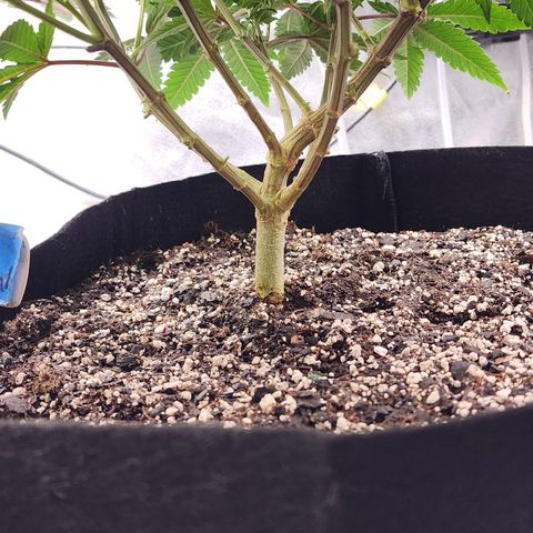 THC Bomb growlog timeline photo