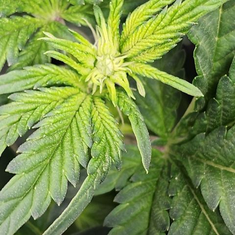 THC Bomb growlog timeline photo