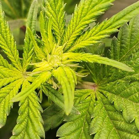 THC Bomb growlog timeline photo