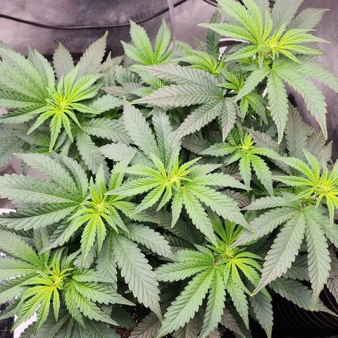 THC Bomb growlog timeline photo