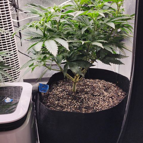 THC Bomb growlog timeline photo