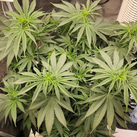Animal Mints growlog timeline photo