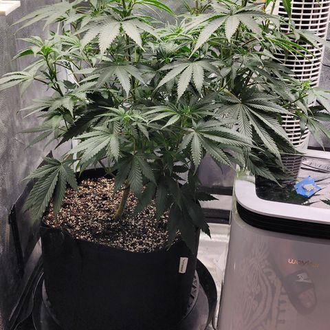 Animal Mints growlog timeline photo
