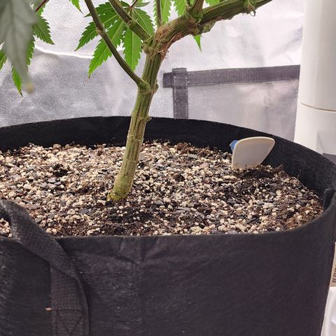 Animal Mints growlog timeline photo
