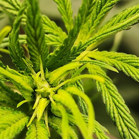 Animal Mints growlog timeline photo