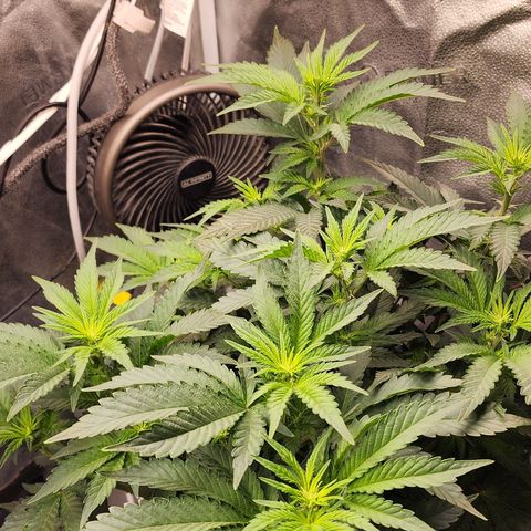THC Bomb growlog timeline photo