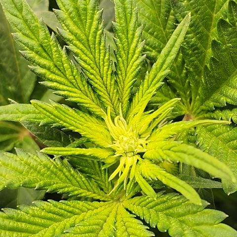 THC Bomb growlog timeline photo