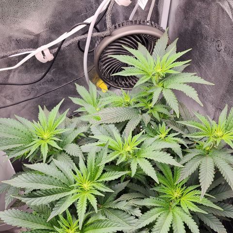THC Bomb growlog timeline photo