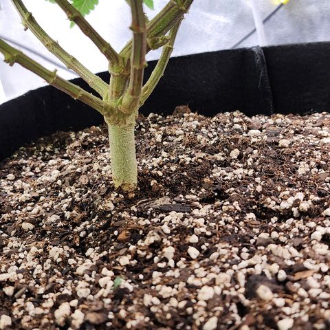 THC Bomb growlog timeline photo