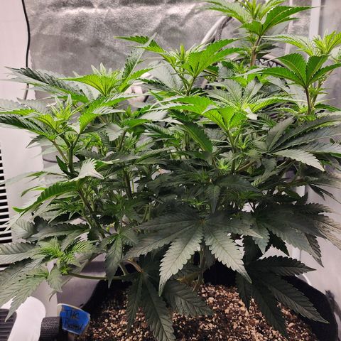 THC Bomb growlog timeline photo