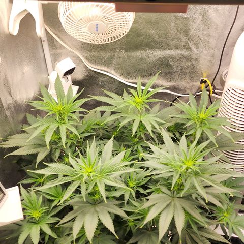 Animal Mints growlog timeline photo