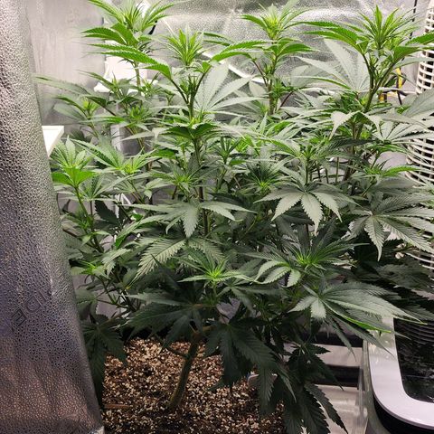 Animal Mints growlog timeline photo