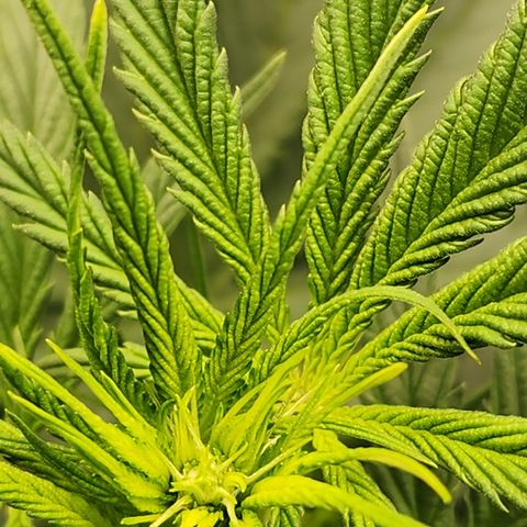 Animal Mints growlog timeline photo