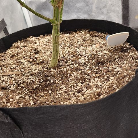 Animal Mints growlog timeline photo