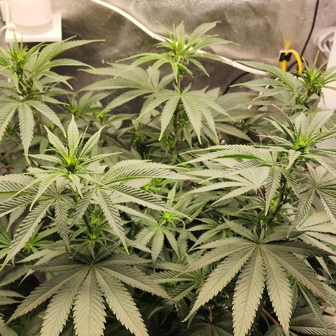Animal Mints growlog timeline photo