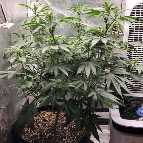 Animal Mints growlog timeline photo