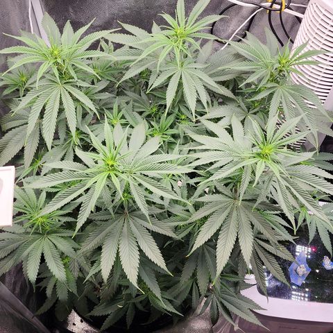 Animal Mints growlog timeline photo