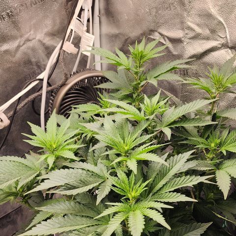 THC Bomb growlog timeline photo