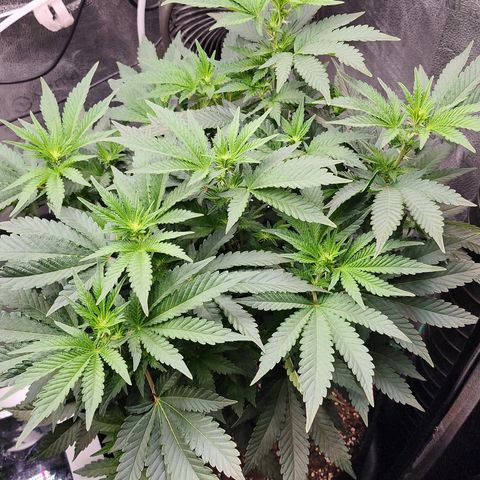 THC Bomb growlog timeline photo
