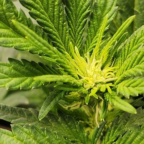 THC Bomb growlog timeline photo