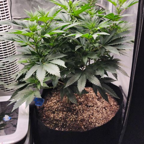 THC Bomb growlog timeline photo
