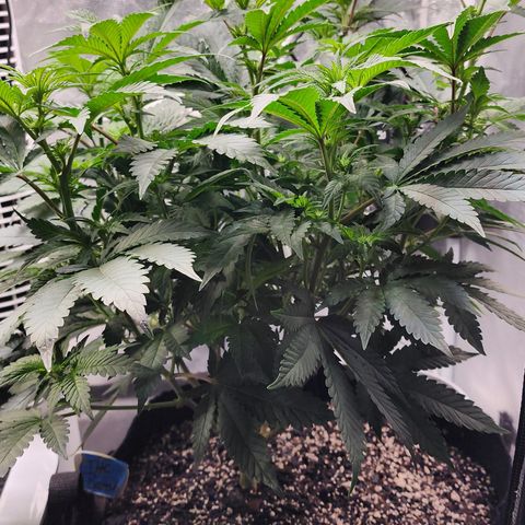 THC Bomb growlog timeline photo