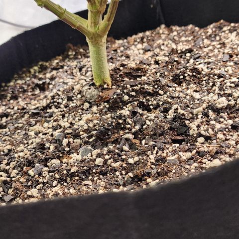 THC Bomb growlog timeline photo