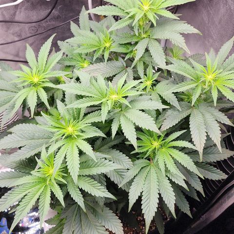 THC Bomb growlog timeline photo