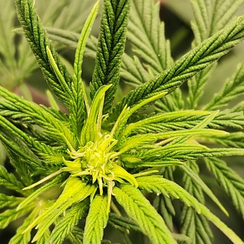 Animal Mints growlog timeline photo