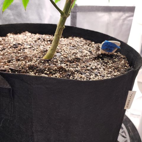 Animal Mints growlog timeline photo