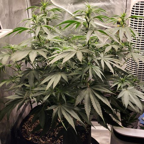 Animal Mints growlog timeline photo