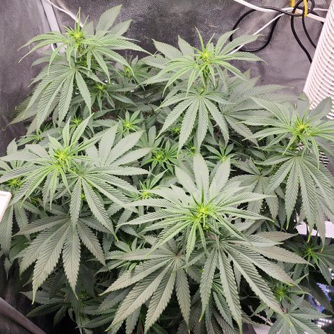 Animal Mints growlog timeline photo