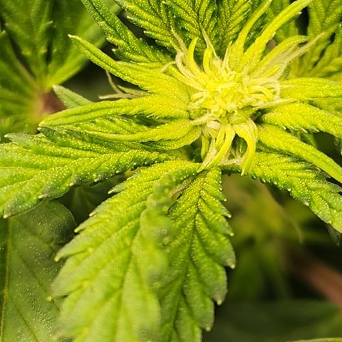THC Bomb growlog timeline photo