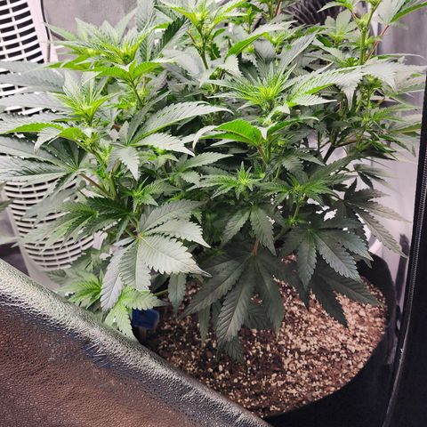 THC Bomb growlog timeline photo