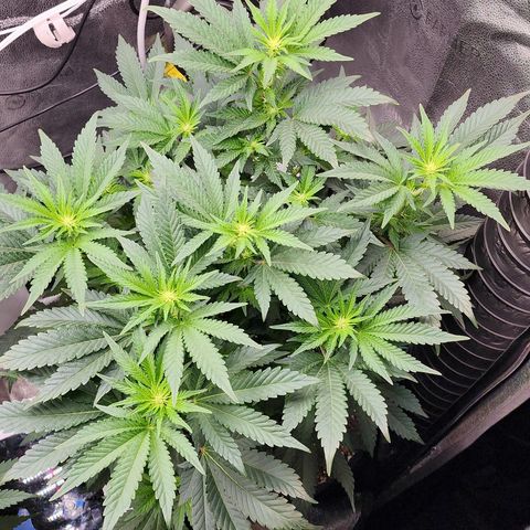 THC Bomb growlog timeline photo