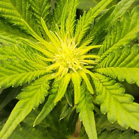 THC Bomb growlog timeline photo