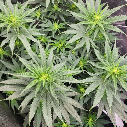 Animal Mints growlog timeline photo