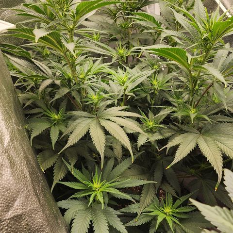 Animal Mints growlog timeline photo