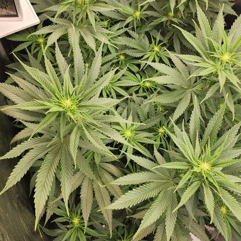 Animal Mints growlog timeline photo
