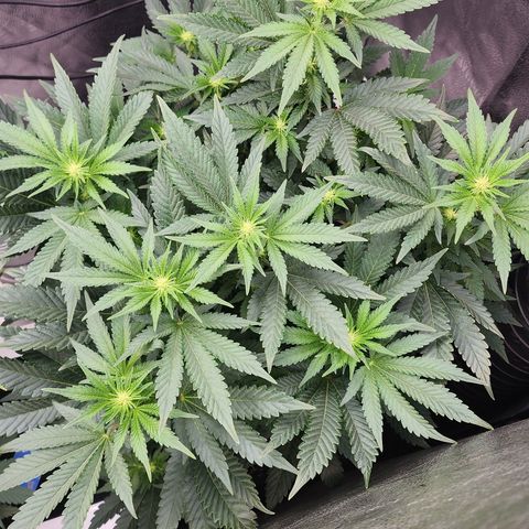 THC Bomb growlog timeline photo
