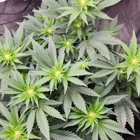 THC Bomb growlog timeline photo