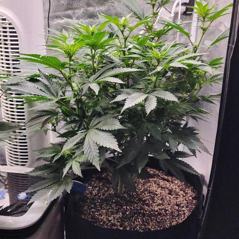 THC Bomb growlog timeline photo