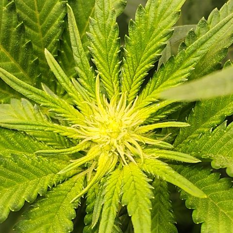 THC Bomb growlog timeline photo
