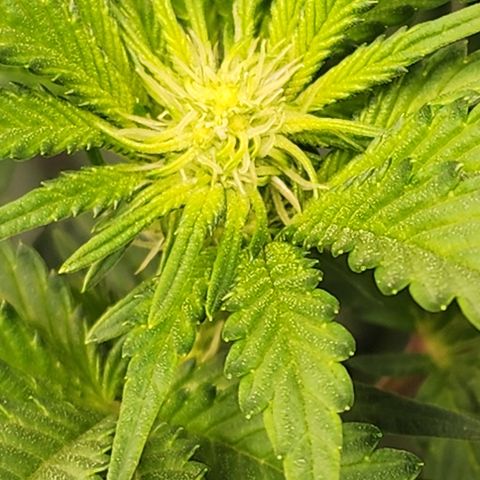 THC Bomb growlog timeline photo