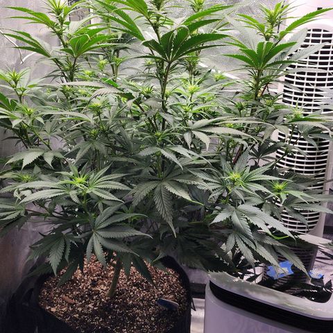 Animal Mints growlog timeline photo