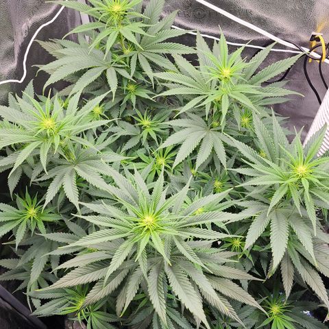 Animal Mints growlog timeline photo